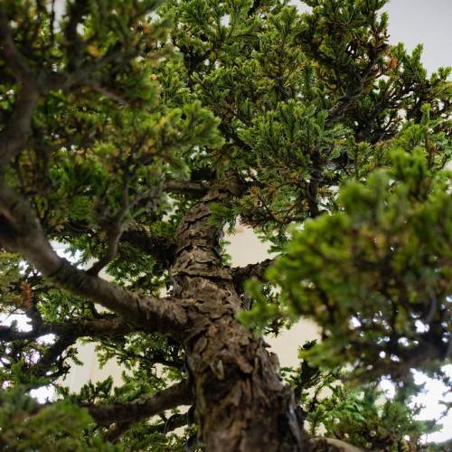 tree with gray-brown, thick, rough trunk and gray-brown, rough branches, and green foliage