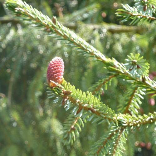 small, pink, rough cone with short, needle-like, yellow-green leaves, and brown stems