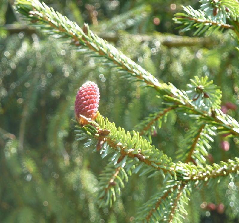 small, pink, rough cone with  short, needle-like, yellow-green leaves, and brown stems