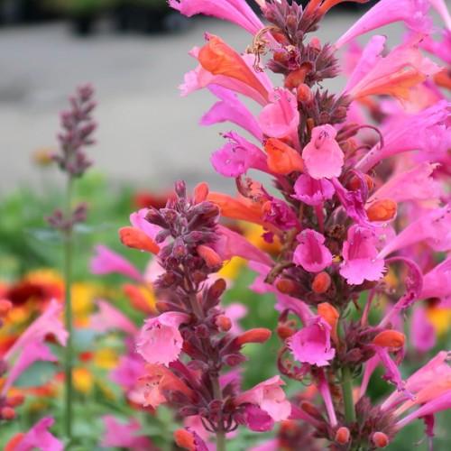 pink-orange flowers with orange-burgundy buds, green leaves and stems