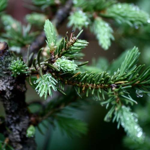 short, needle-like, green, shiny leaves, and brown stems
