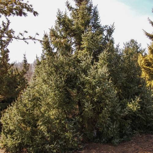 Pyramidal shape tree with dark-green foliage