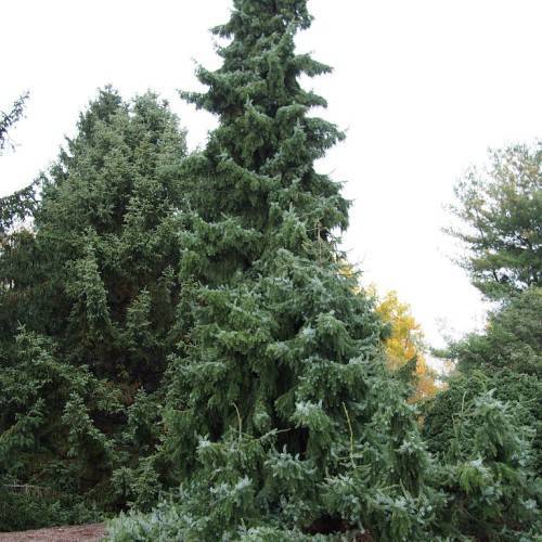 Pyramidal shape tree with blue-green, dense foliage