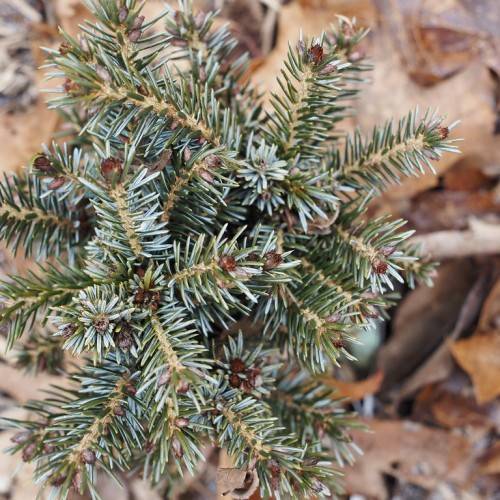 short, blue-green, needle-like leaves with creamy-brown stems