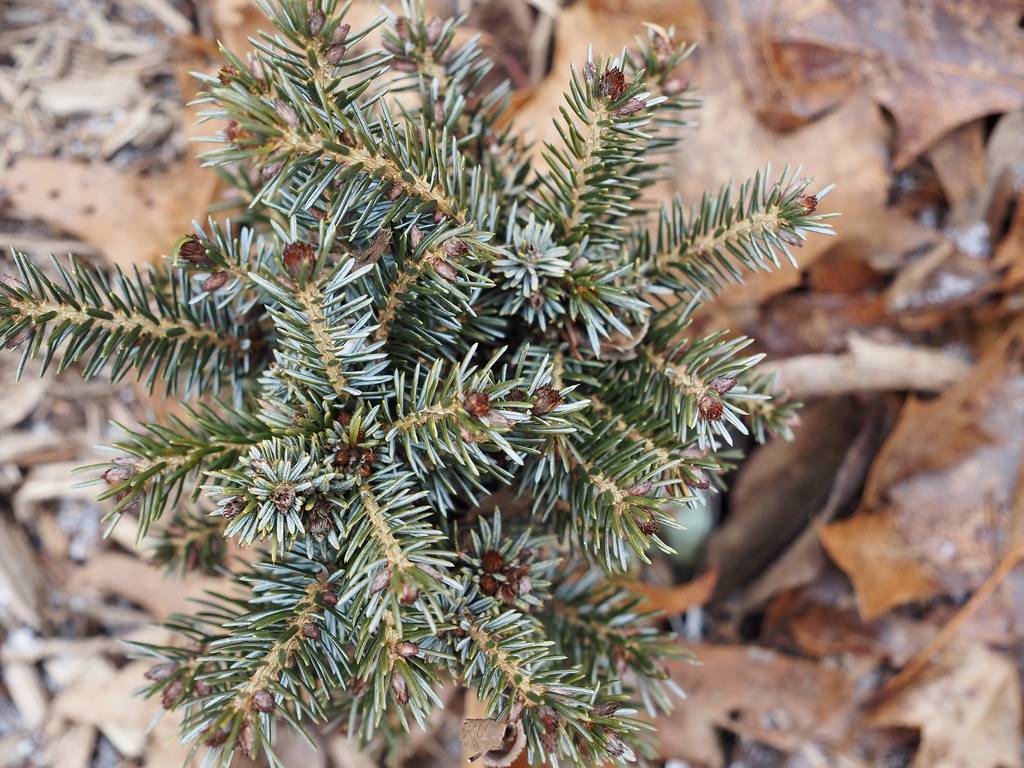 short, blue-green, needle-like leaves with creamy-brown stems