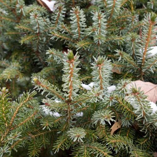 short, blue-green, needle-like leaves with brown stems
