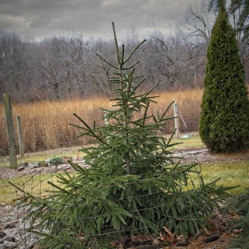 compact, pyramidal shape, small tree with dark-green foliage