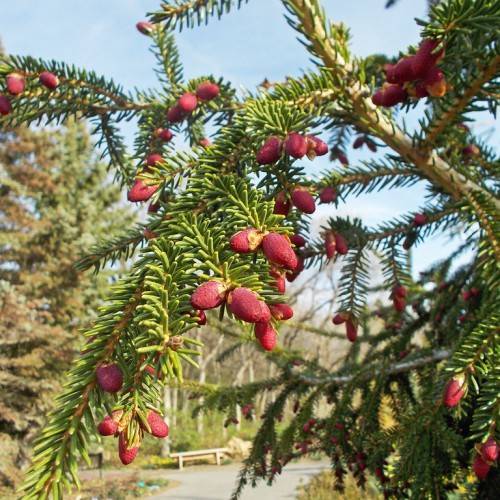 small, shiny, burgundy cones with brown stems and short, needle-like, yellow-green leaves