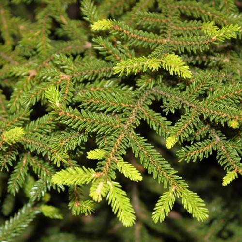lime-green foliage with light-brown branches