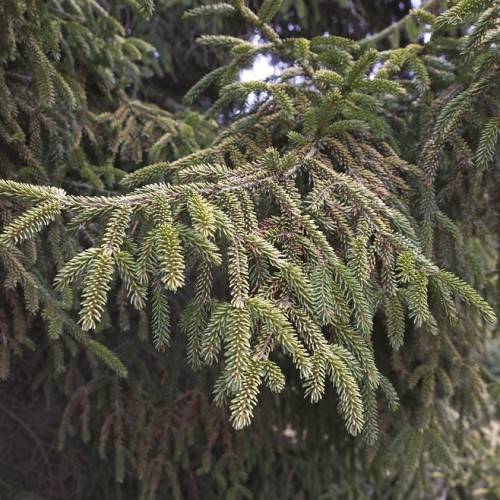 short, needle-like, gray-green leaves with gray-brown stems