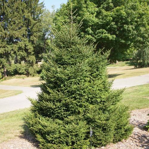 compact, pyramid-shaped, short tree with dark-green foliage
