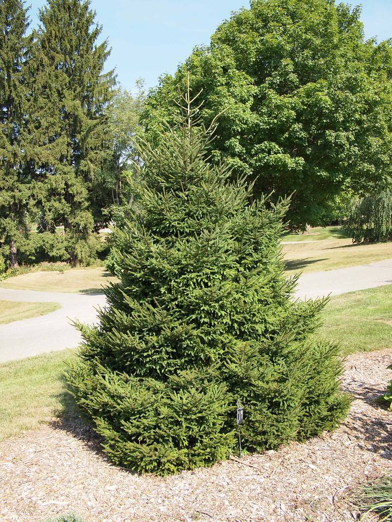 compact, pyramid-shaped, short tree with dark-green foliage