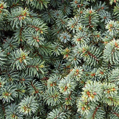 short, needle-like, blue-green leaves with brown stems