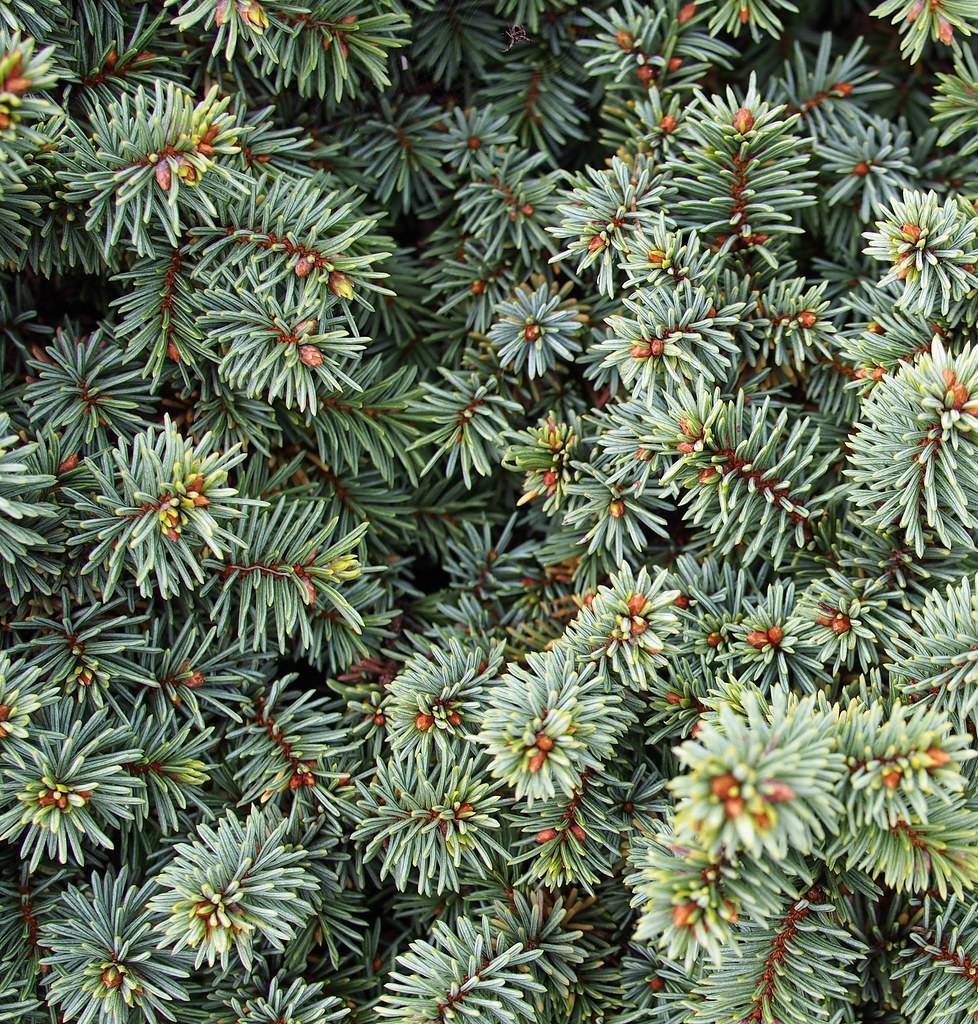 short, needle-like, blue-green leaves with brown stems