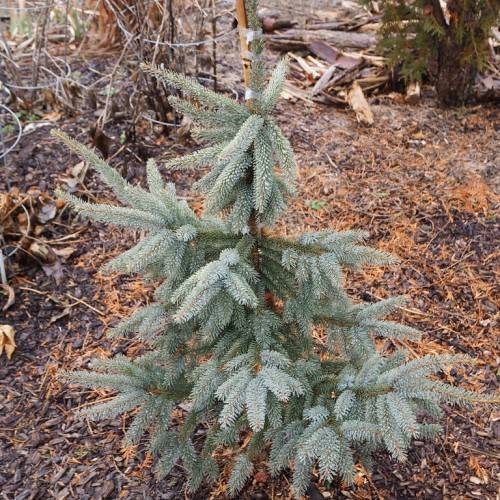 dense, conical shape, short tree with blue-gray, needle-like foliage
