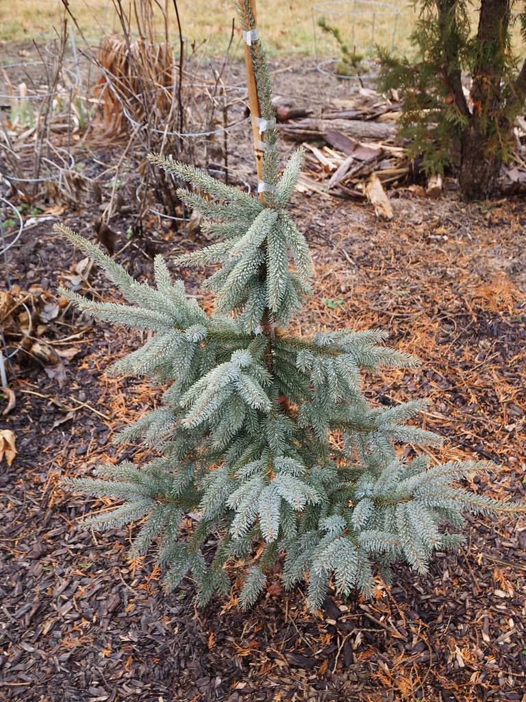 dense, conical shape, short tree with blue-gray, needle-like foliage