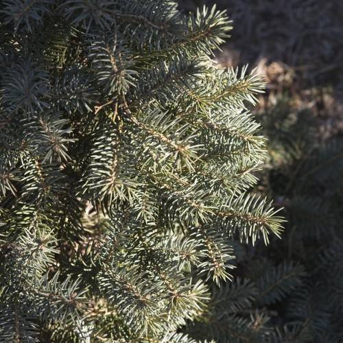 short, needle-like, silver-green foliage with brown stems