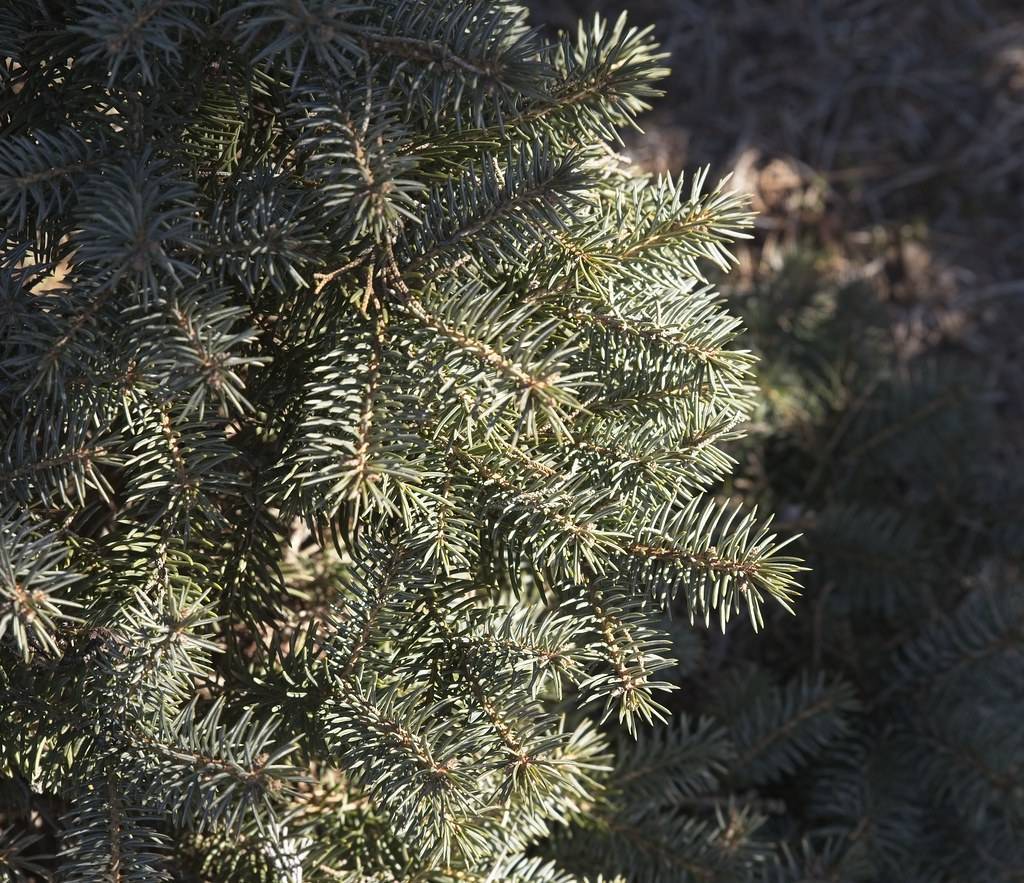 short, needle-like, silver-green foliage with brown stems