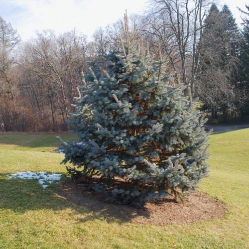 Narrow, columnar shape, dense tree with silver-blue foliage