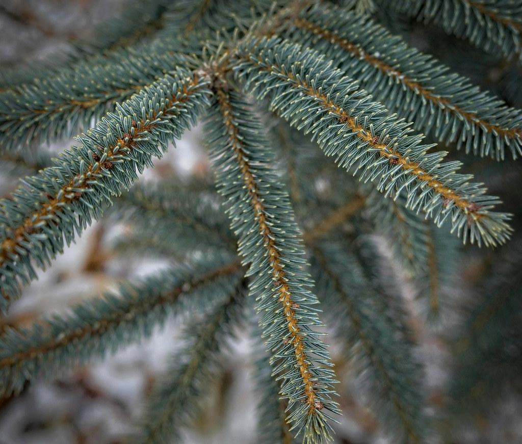  short, needle-like, blue-gray leaves, and brown stems