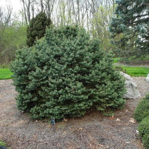Compact, globe-like tree with green foliage