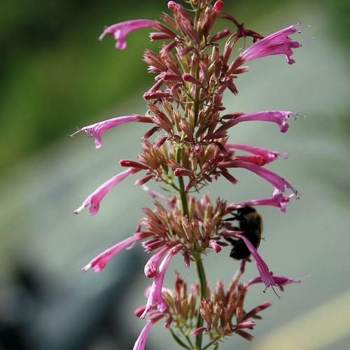 pink flowers with pink-cream buds and green stems