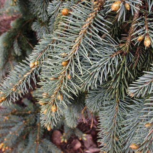 short ,sliver-green, needle-like leaves with brown stems, and shiny, brown drupes