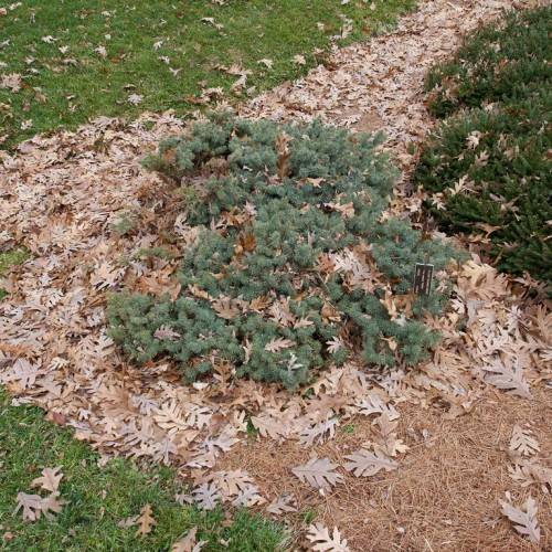 Prostrate, blue-green foliage