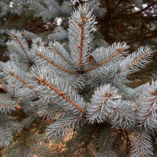 short, needle-like, silver-blue foliage with brown stems