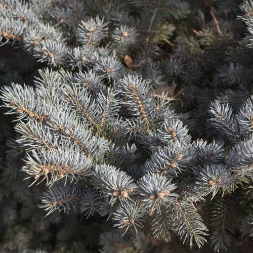 short, needle-like, silver-blue foliage with brown stems