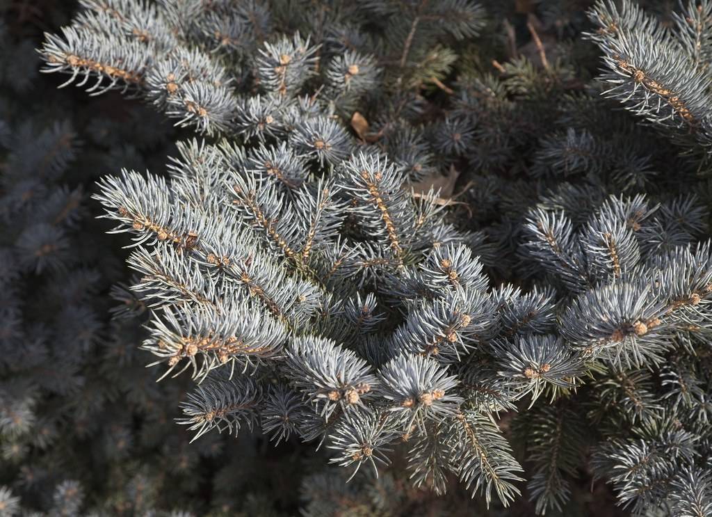 short, needle-like, silver-blue foliage with brown stems