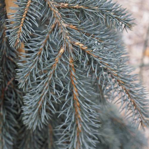 short, needle-like, silver-blue foliage with brown stems