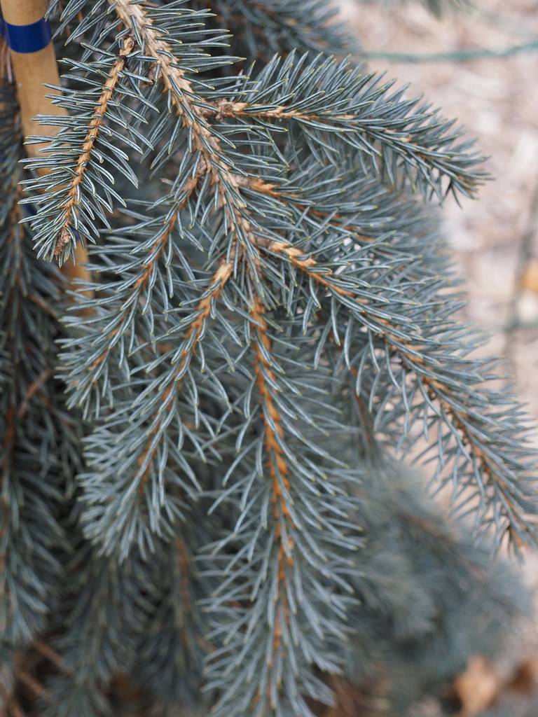 short, needle-like, silver-blue foliage with brown stems