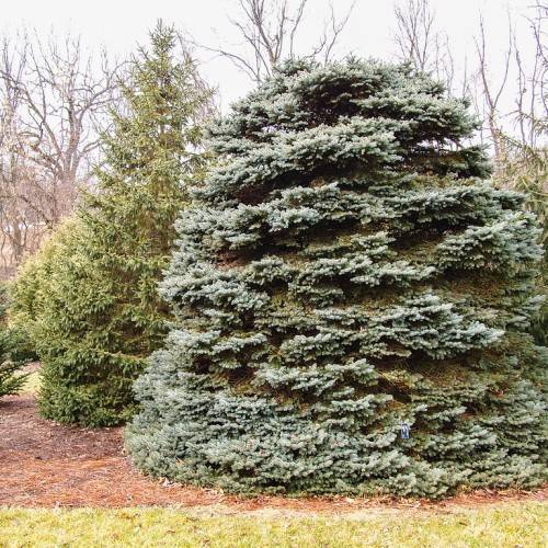conical-shaped, dense tree with silver-green foliage