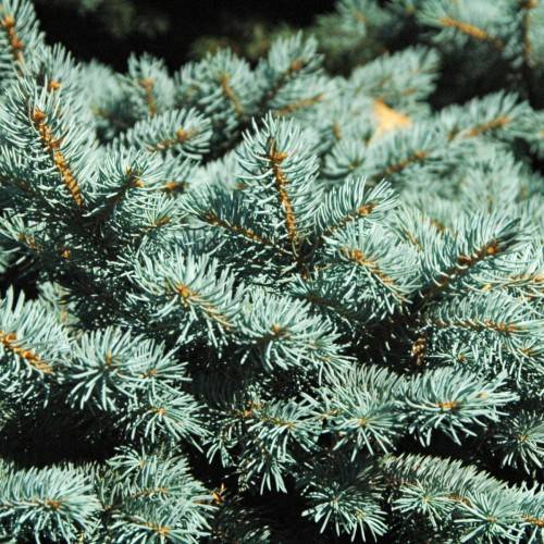 aqua-green foliage with orange branches