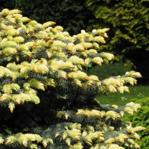 yellow-green foliage with brown-beige fruits on brown branches