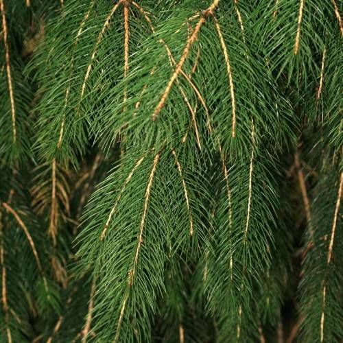needle-like, dark-green leaves with brown stems