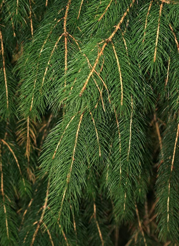 needle-like, dark-green leaves with brown stems