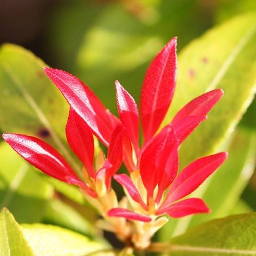lanceolate, glossy, red leaves wirh creamy stem