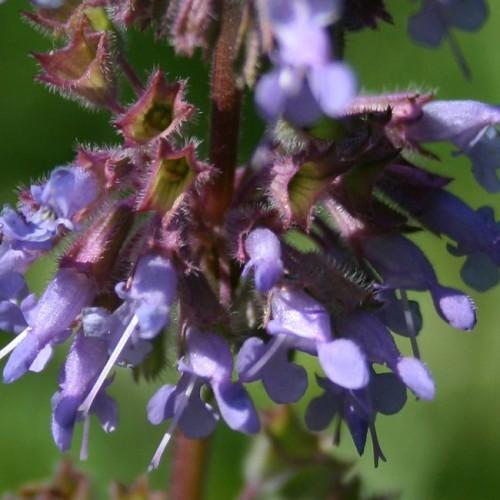 blue flowers with blue stigmas, dark-purple sepals, foliage and purple stems