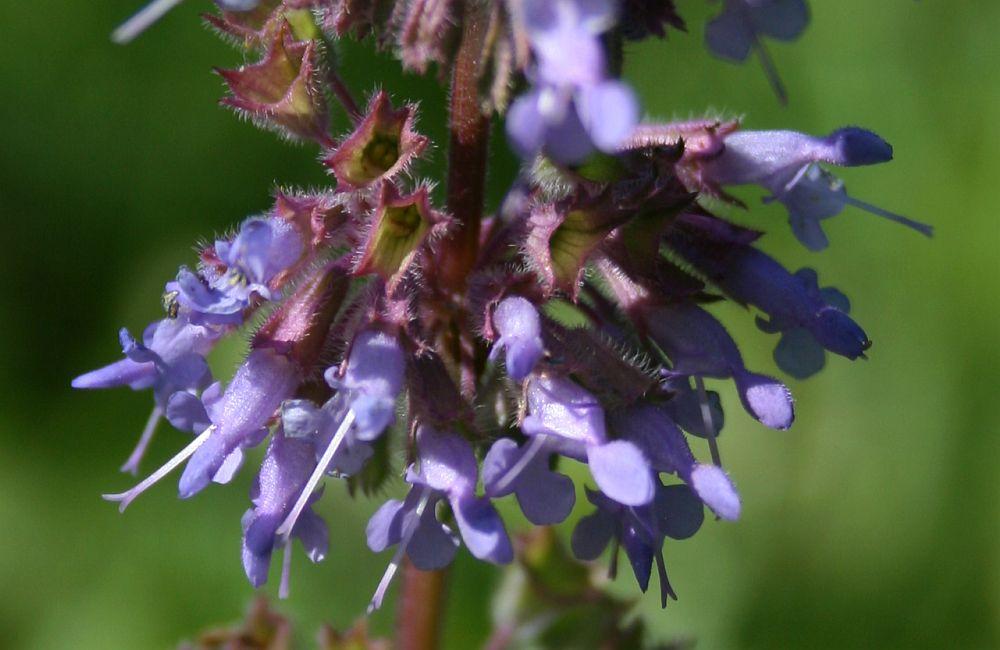 blue flowers with blue stigmas, dark-purple sepals, foliage and purple stems