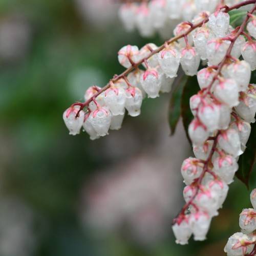 cluster of bell-shaped, small, white flowers, with pink sepals, and pink-brown stems