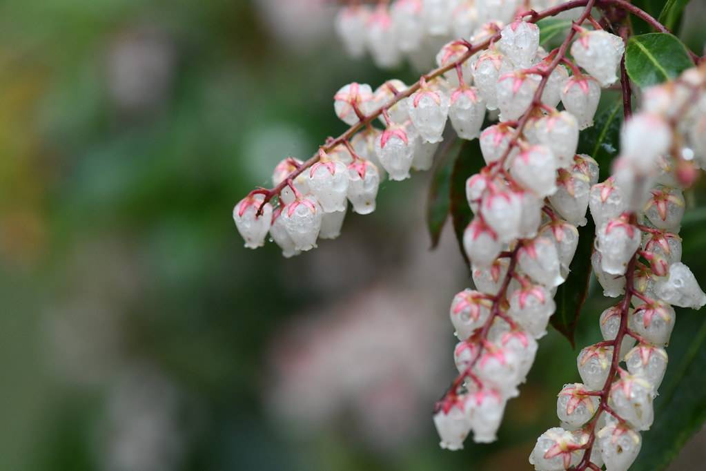 cluster of bell-shaped, small, white flowers, with pink sepals, and pink-brown stems