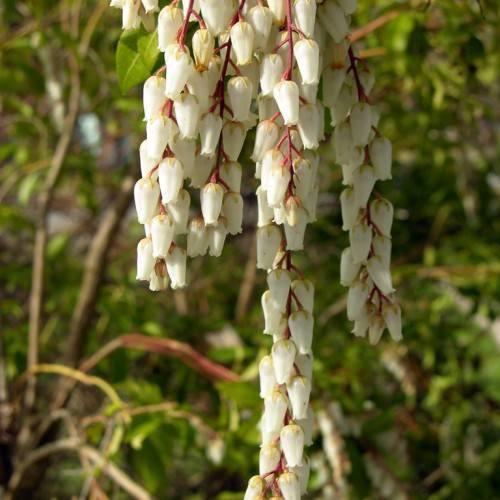 bell-shaped, white, small flowers with red-brown stalk