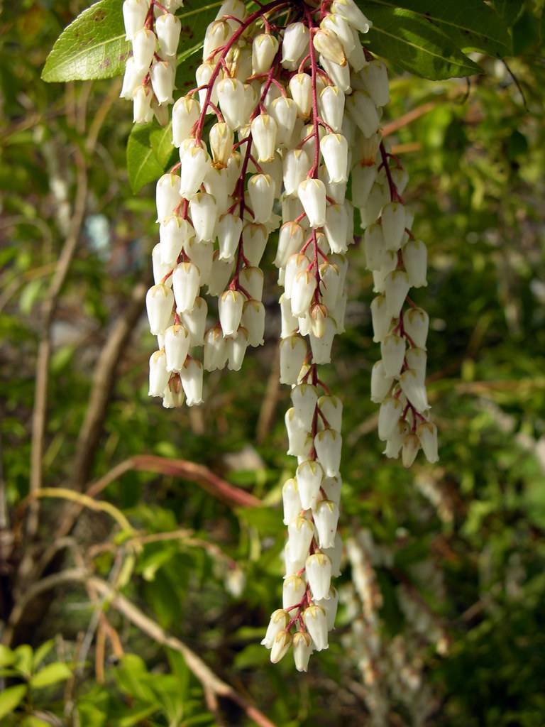 bell-shaped, white, small flowers with red-brown stalk