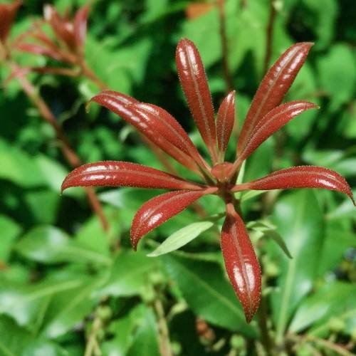 lanceolate, glossy, red-brown, small leaves