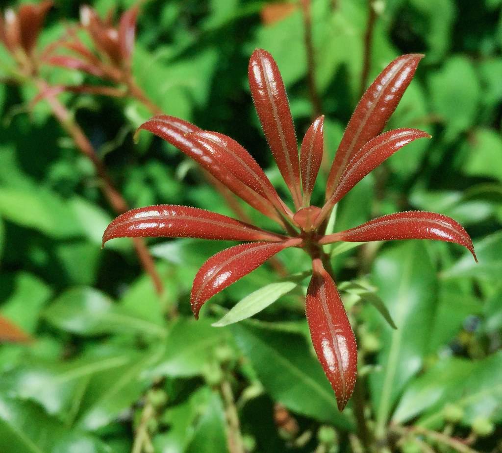 lanceolate, glossy, red-brown, small leaves 