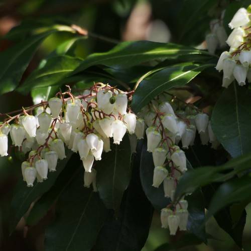 white flowers with lime sepals, dark-green leaves and dark-pink stems