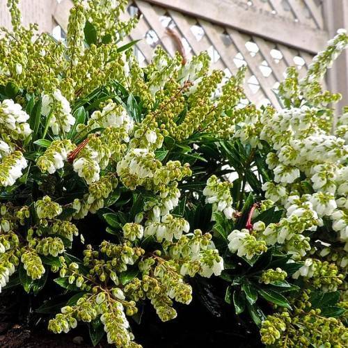 lanceolate, shiny, dark-green leaves with white, small flowers, and lime sepals/ buds