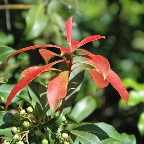 lanceolate, red, glossy leaves with red petioles